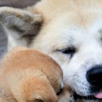 Akita Inu