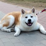 Akita