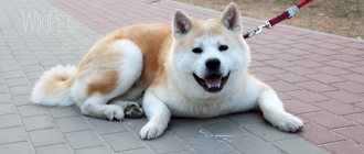 Akita