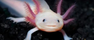 Axolotl read the article