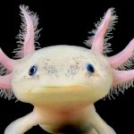 Axolotl