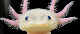 Axolotl