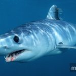 Mako shark