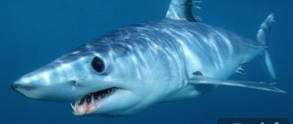 Mako shark