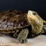 aquarium turtles care and maintenance