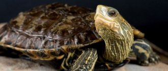 aquarium turtles care and maintenance