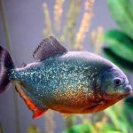 Aquarium piranhas: maintenance, types (common, pacu, metinnis), care in a home aquarium, what to feed, compatibility, reproduction