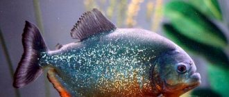 Aquarium piranhas: maintenance, types (common, pacu, metinnis), care in a home aquarium, what to feed, compatibility, reproduction