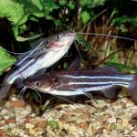 aquarium catfish