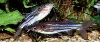 aquarium catfish