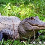 Alligator-animal-lifestyle-and-habitat-of-an-alligator-1