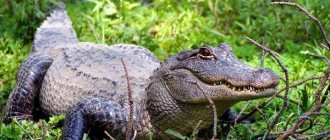 Alligator-animal-lifestyle-and-habitat-of-an-alligator-1