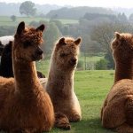 Alpacas