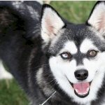 Alaskan Klee Kai looking at the camera