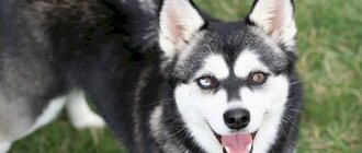 Alaskan Klee Kai looking at the camera