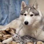 Alaskan Malamute with a cat