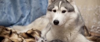 Alaskan Malamute with a cat