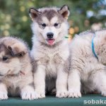 Alaskan-malamute-dog-Description-care-and-price-of-Alaskan-malamute-8