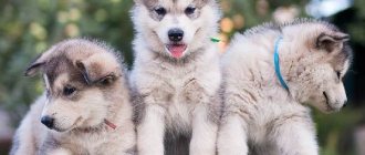 Alaskan-malamute-dog-Description-care-and-price-of-Alaskan-malamute-8