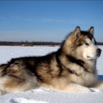 Alaskan Malamute