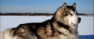 Alaskan Malamute