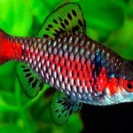 scarlet barb