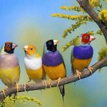 Finches: types, maintenance, care, how long birds live