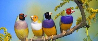 Амадины: виды, содержание, уход, сколько живут птицы