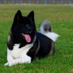 American Akita