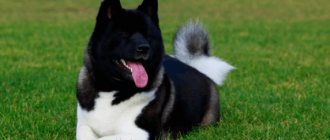 American Akita