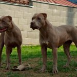 American Bandog Kennel