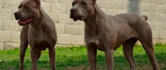 American Bandog Kennel