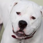 American Bulldog, a breed developed in the USA