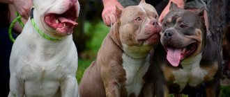 american bully photo