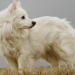 American Eskimo Spitz