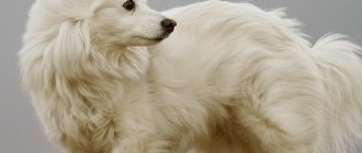 American Eskimo Spitz