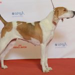 American Foxhound