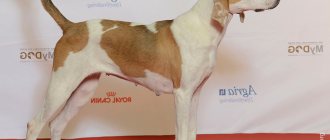 American Foxhound