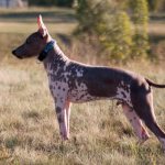 American Hairless Terrier