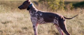 American Hairless Terrier