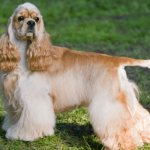 American Cocker Spaniel