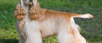 American Cocker Spaniel