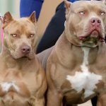 American pit bull terriers - boy and girl