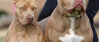 American pit bull terriers - boy and girl