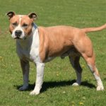 American Staffordshire Terrier