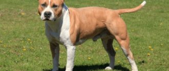 American Staffordshire Terrier