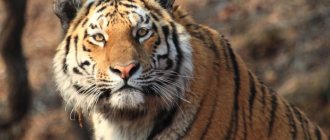 Amur tiger. Photo: Svetlana Sutyrina 