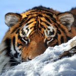 Амурский тигр в естественной среде обитания
