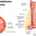 анальные железы