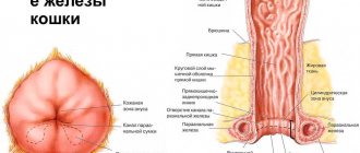 анальные железы